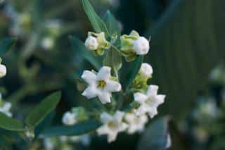 araujia-sericifera-entretien Culture et entretien de l'araujia sericifera