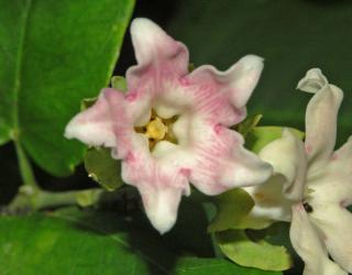 araujia-sericifera-plante Araujia sericifera, jolie plante grimpante