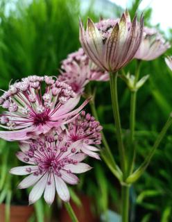 astrance-en-pot-astrantia astrance en pot - astrantia