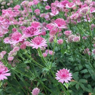 astrantia-astrance astrantia - astrance