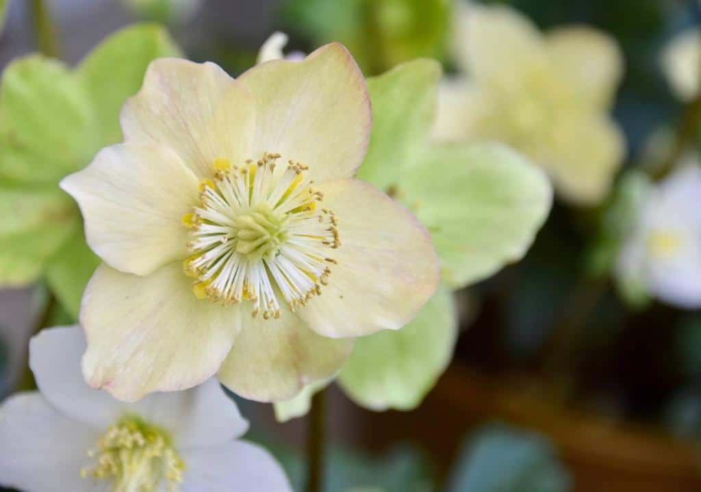 hellebore-blanche-blanc
