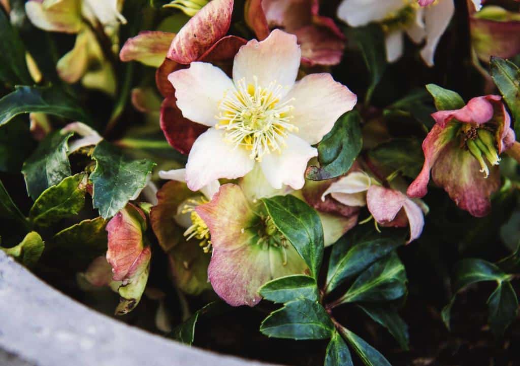 hellebore-en-pot