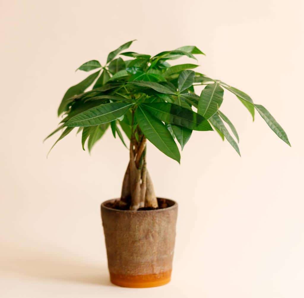 Pachira, la plante
