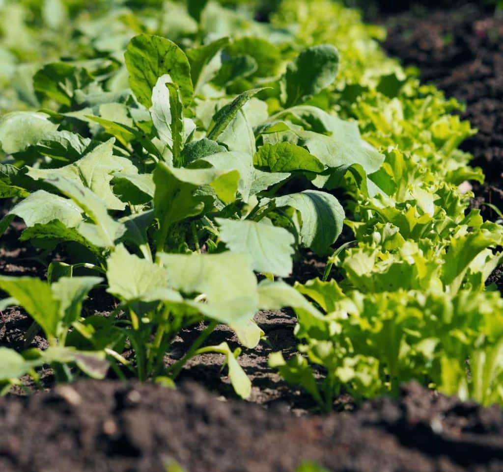 Potager après l'été, et à l'automne
