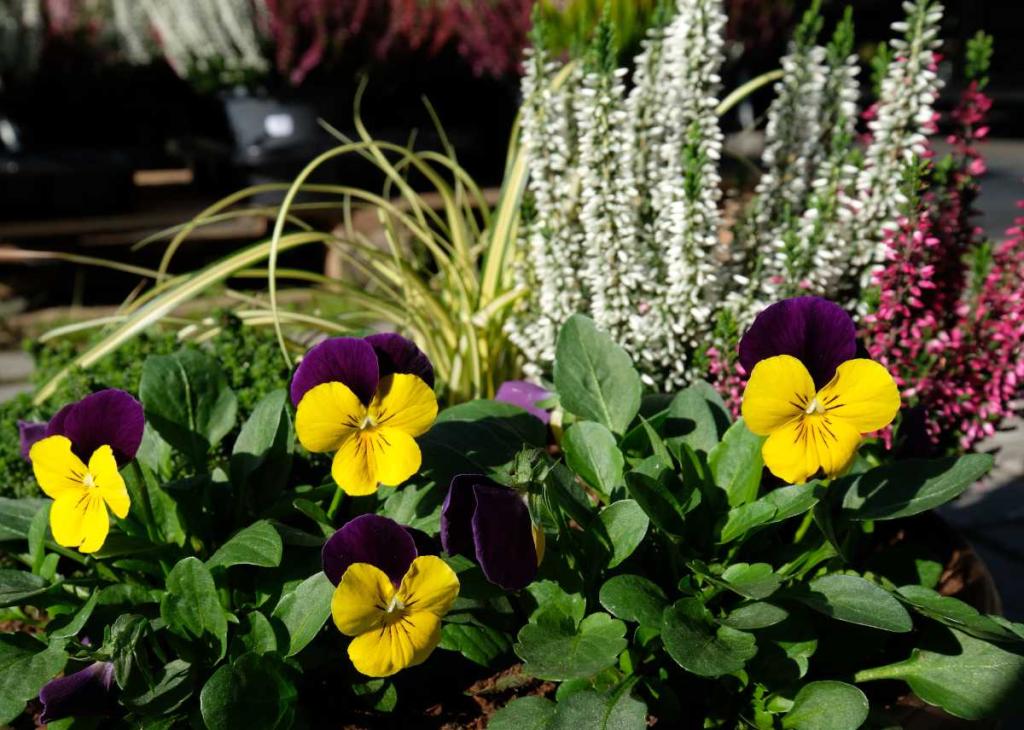 quelle fleur planter en hiver au jardin