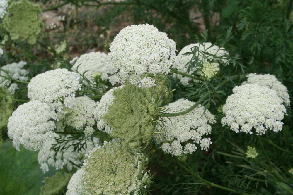 Ammi-visnaga-blanc Ammi-visnaga-blanc