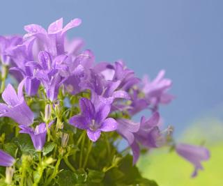 Campanula-muralis-campanule-des-murailles-murs Campanula muralis - campanule des murailles murs