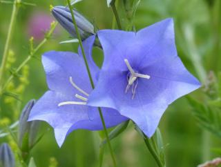 Campanula-rotundifolia Campanula rotundifolia