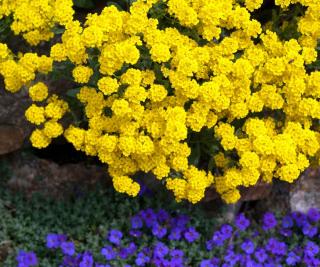 Corbeille-dor-Alyssum-saxatile Corbeille d’or - Alyssum saxatile