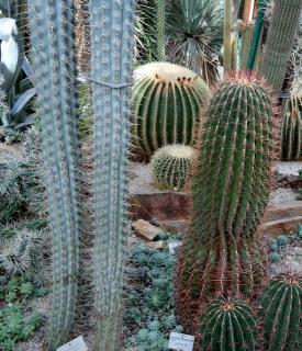 Echinocactus Echinocactus