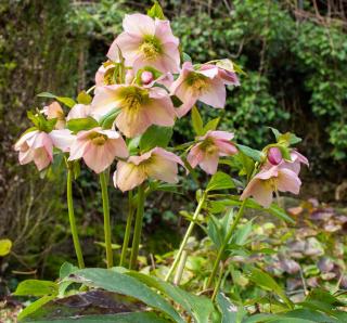 Entretien-Hellebore-dOrient-Rose-de-careme Entretien Hellebore d'Orient - Rose de carême
