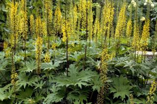 Entretien-Ligularia-przewalskii-Ligulaire-de-Chine Entretien Ligularia przewalskii - Ligulaire de Chine