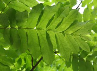 Feuille-du-Noyer-du-caucase-Pterocarya-fraxinifolia Feuille du Noyer du caucase - Pterocarya fraxinifolia