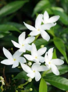 Gardenia-jasminoides Gardenia jasminoides Plantation