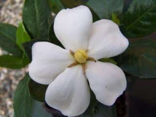 Gardenia-jasminoides-exterieur Gardenia-jasminoides-exterieur