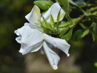Gardenia-jasminoides-grandiflora Gardenia jasminoides grandiflora