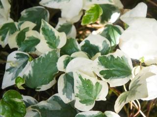 Hedera-algeriensis-gloire-de-marengo Hedera algeriensis - Hedera canariensis - Gloire de marengo