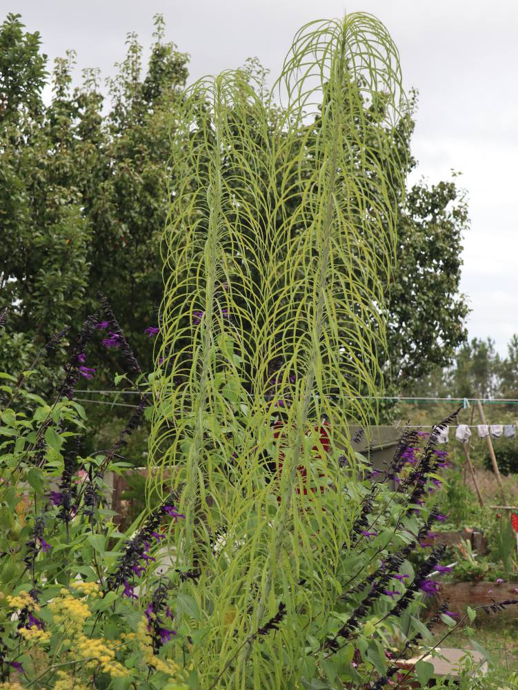 Helianthus-salicifolius Helianthus salicifolius