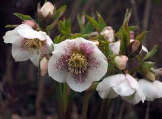 Hellebore-dOrient-Rose-de-careme Hellebore d'Orient - Rose de carême