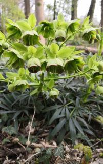 Hellebore-fetide-Helleborus-foetidus Hellébore fétide - Helleborus foetidus