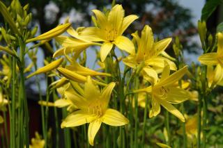 Hemerocallis-citrina Hemerocallis citrina