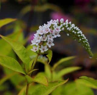 Lysimaque-de-chine-Lysimachia-clethroides Lysimaque de chine - Lysimachia clethroides