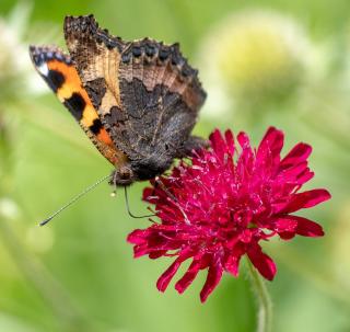 Petite-scabieuse-de-Macedoine-Knautia-macedonica Petite scabieuse de Macédoine - Knautia macedonica