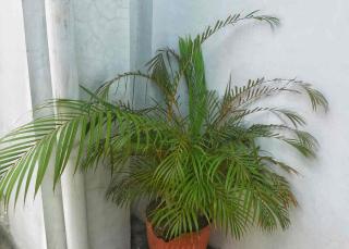 Phoenix-roebelenii-Palmier-dattier-nain Phoenix roebelenii - Palmier dattier nain