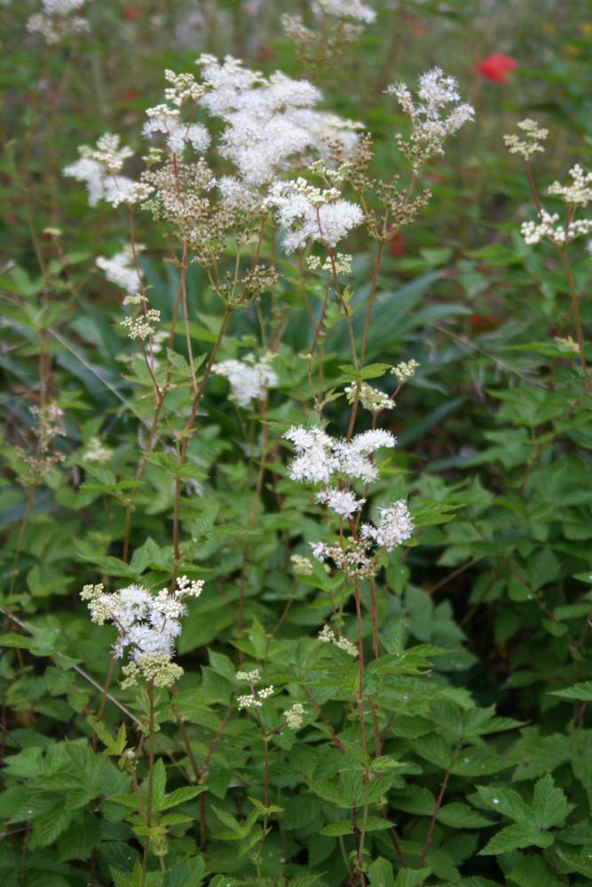 Reine-des-pres-Filipendula-ulmaria Reine des prés, Filipendula ulmaria