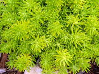 Sedum-Lemon-Ball-Orpin-rampant Sedum Lemon Ball - Orpin rampant