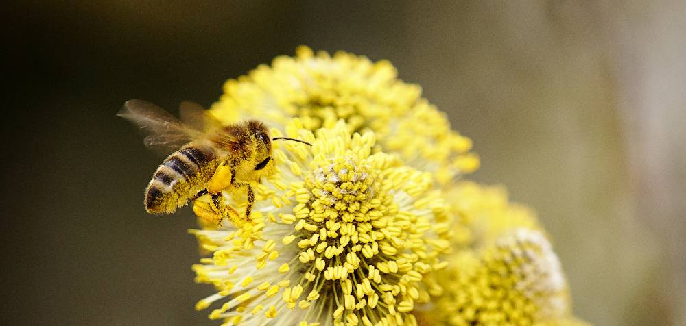 abeille