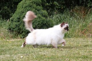 chat-sacre-de-birmanie Le sacré de Birmanie, un chat docile pour toute la famille