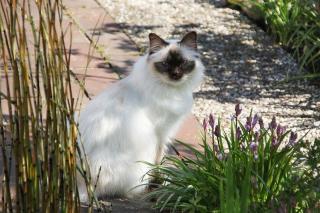 chat-sacre-de-birmanie-comportement Le sacré de Birmanie, un chat docile pour toute la famille