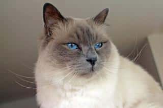 chat-sacre-de-birmanie-prix Le sacré de Birmanie, un chat docile pour toute la famille