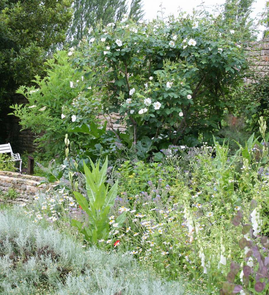 composition-fleurs-blanche-jardin-blanc composition fleurs blanche - jardin blanc