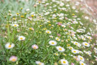 erigeron erigeron