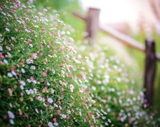 erigeron-paquerette-des-murailles erigeron - paquerette des murailles