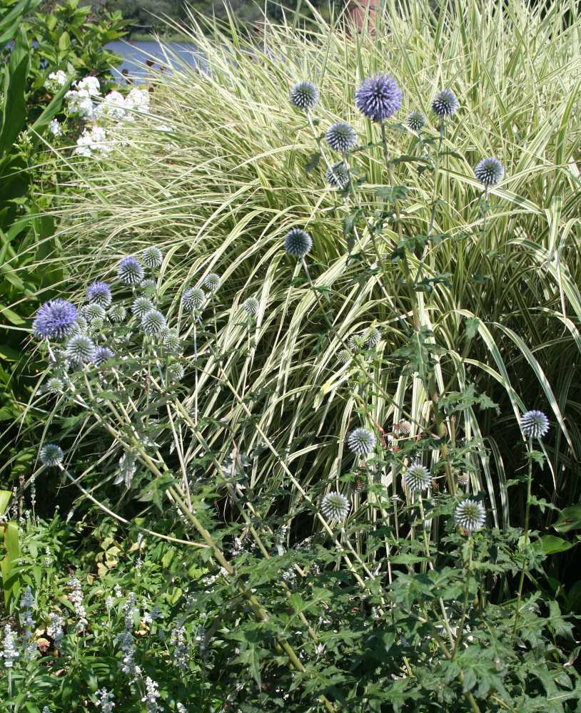 feuillage-blanc-clair feuillage blanc clair jardin