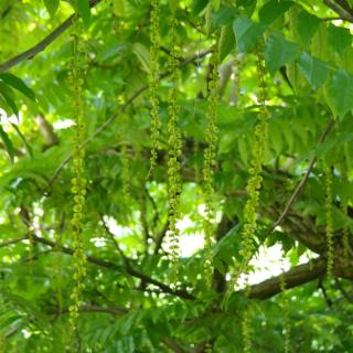 fruit-du-Noyer-du-caucase-Pterocarya-fraxinifolia fruit du Noyer du caucase - Pterocarya fraxinifolia