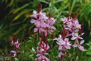 gaura-floraison-duree gaura floraison duree