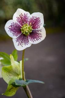 helleborus-orientalis-Hellebore-dOrient helleborus orientalis - Hellebore d'Orient