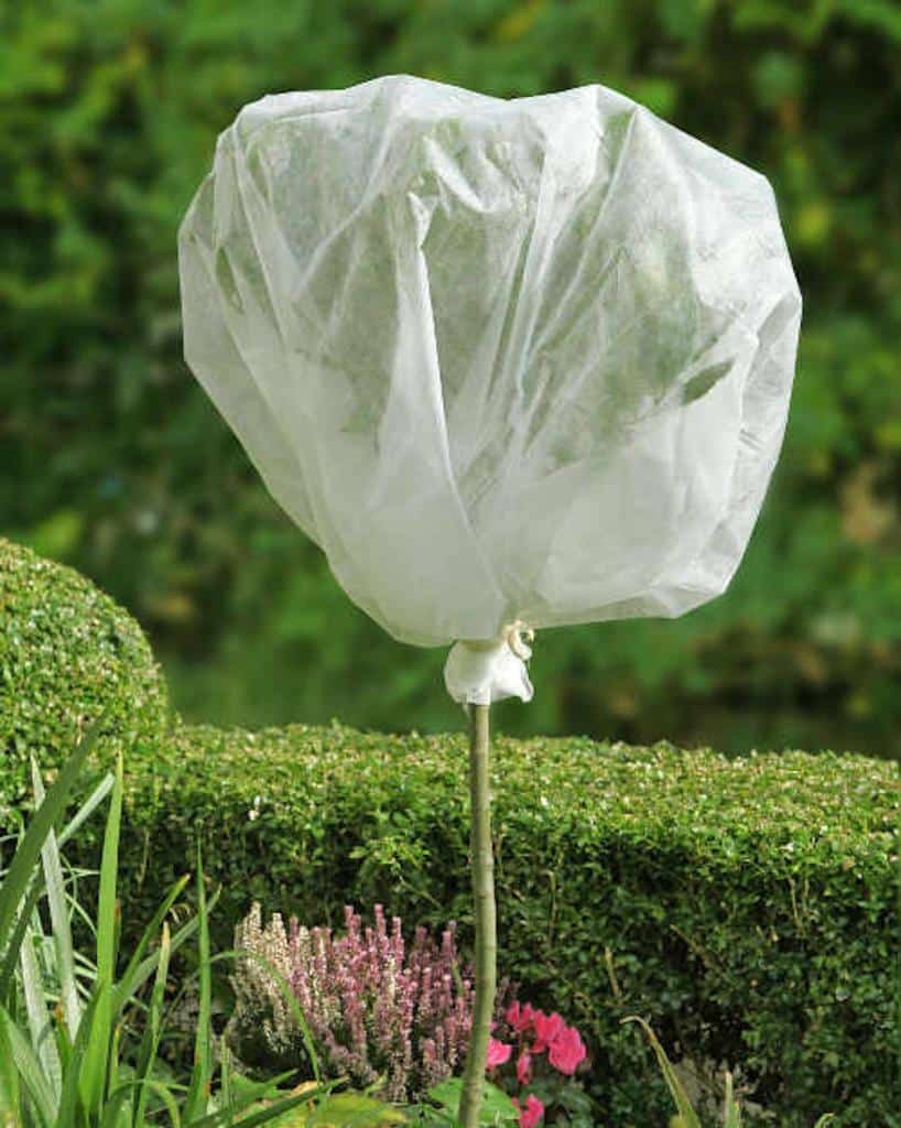 Hivernage des plantes