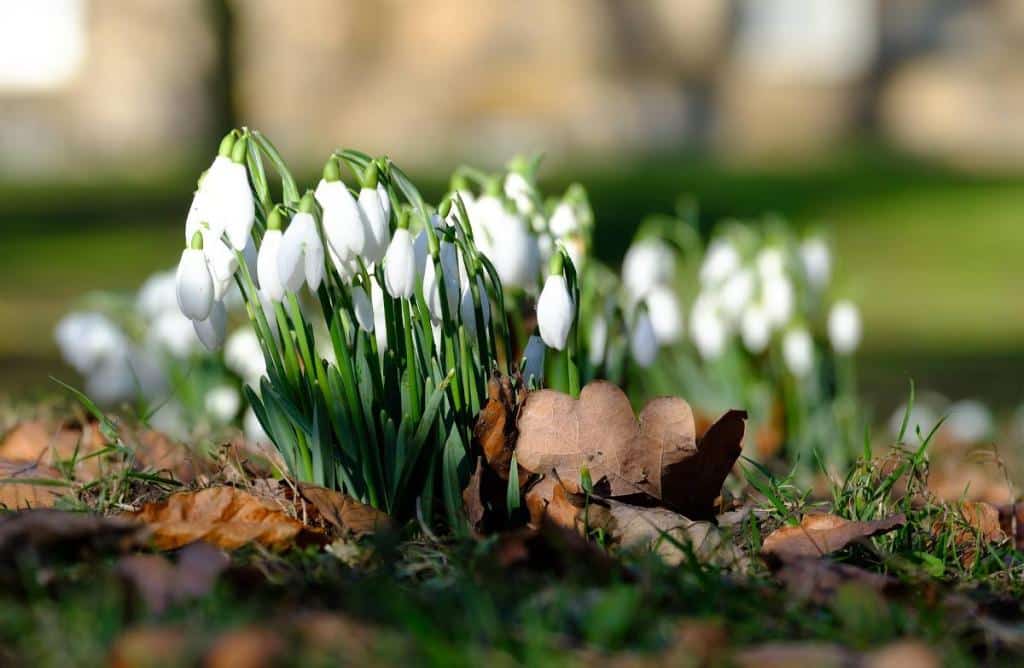 jardinage-hiver-que-faire - En hiver, soignez et aménagez votre jardin