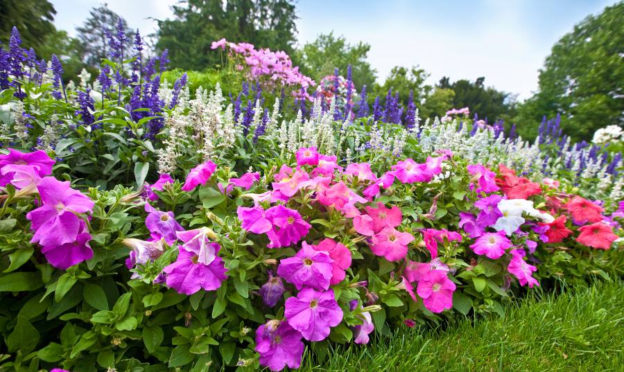 massif de fleurs