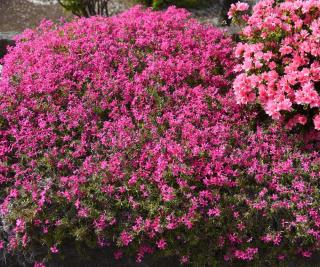 phlox-mousse phlox mousse