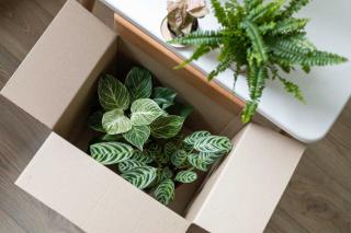 planter-plante-en-pot-apres-commande-internet planter plante en pot apres commande internet