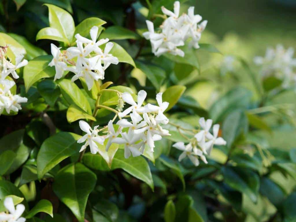 trachelospermum jasminoides - jasmin étoilé