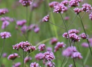 verbena-bonariensis-Verveine-de-Buenos-Aires verbena bonariensis - Verveine de Buenos Aires