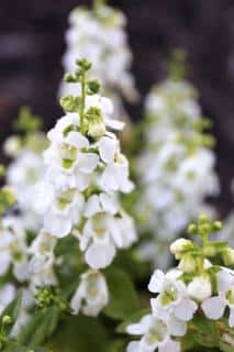 Angelface-Angelonia-plantation-semis Angelface Angélonia plantation semis