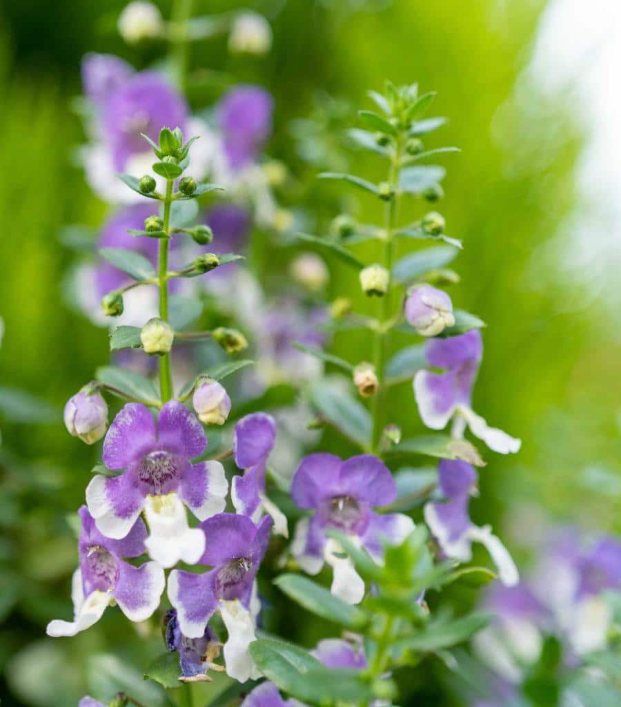 Angelonia